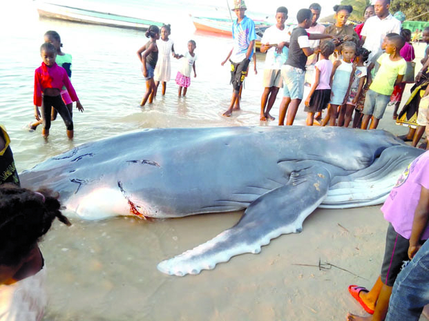 Baleines échouées - Les prédateurs et les activités humaines mis en cause