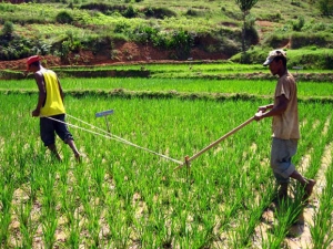 Agriculture et élevage à Madagascar - Limiter au maximum les pertes au niveau des producteurs