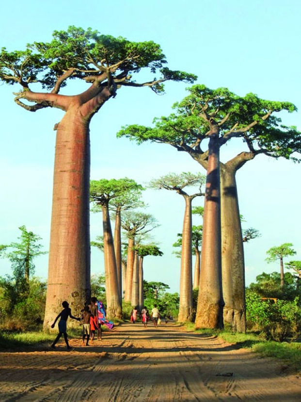 Allée des Baobabs - Un trésor naturel entre tradition et tourisme