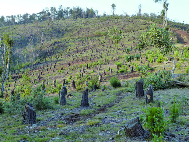Richesses naturelles de Madagascar - 3 500 milliards de dollars en destruction