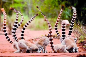 Espèces menacées à Madagascar - Les lémuriens comme principaux concernés
