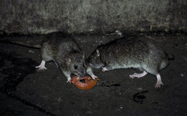 Peste - Les feux de brousse ramènent les rats en ville