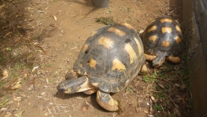 Vente sur Facebook de tortues endémiques - Un individu arrêté !