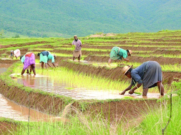 Riz à Antananarivo - Des récoltes de 450 000 tonnes entre avril et juin