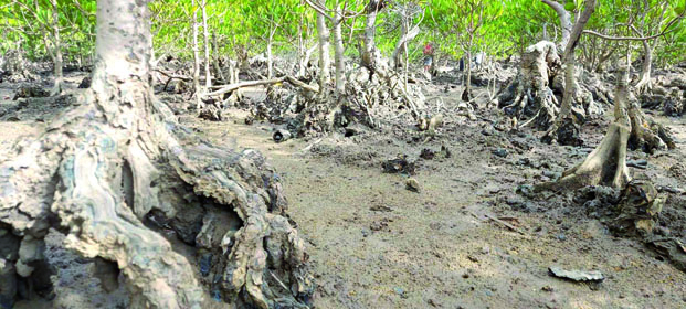 Mangroves - 277.000 ha de surfaces couvertes à Madagascar !