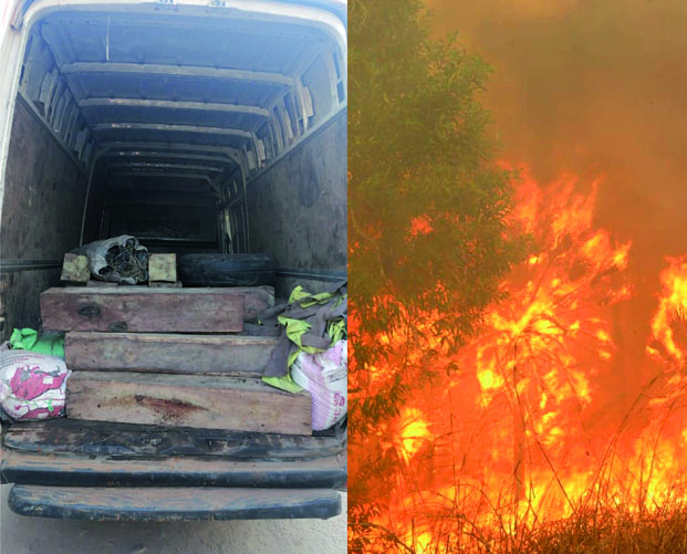 Transport illicite de palissandre, incendies de forêts - Le ministère de l&#039;Environnement sur tous les fronts !