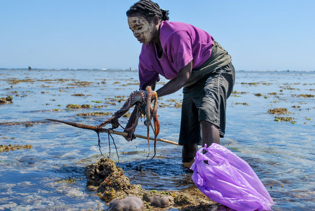 Ressource halieutique - Les stocks de poulpe et l’écosystème marin à préserver