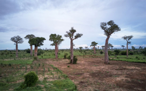 Aires protégées à Madagascar - Contribution de 500 millions de dollars par an à l’économie