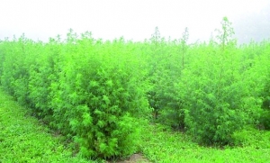 Artemisia annua - Un traitement « possible » contre le COVID-19 selon l’OMS