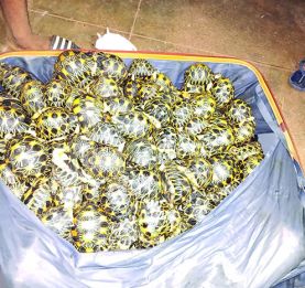 Immigration clandestine et trafic d’espèces protégées - Huit personnes, dont trois enfants, interceptées à Nosy Be