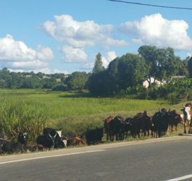 Vol de bovidés - Durcissement des peines en vue