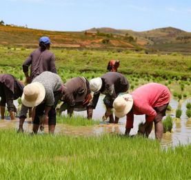 Statistique agricole - Lancement du 3e recensement général de l’agriculture