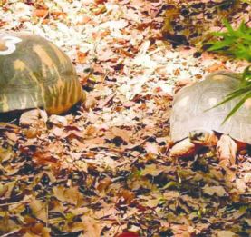 Disparition de tortues à Tsimbazaza - 11 employés du Parc à Antanimora et Tsiafahy