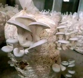 Culture de champignons comestibles  - Une activité en plein essor