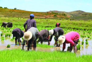 Bactérie mortelle - Mahajanga, un point chaud à surveiller