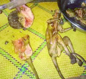 Chasse et consommation de lémuriens - Un homme pris en flagrant délit à Maroantsetra