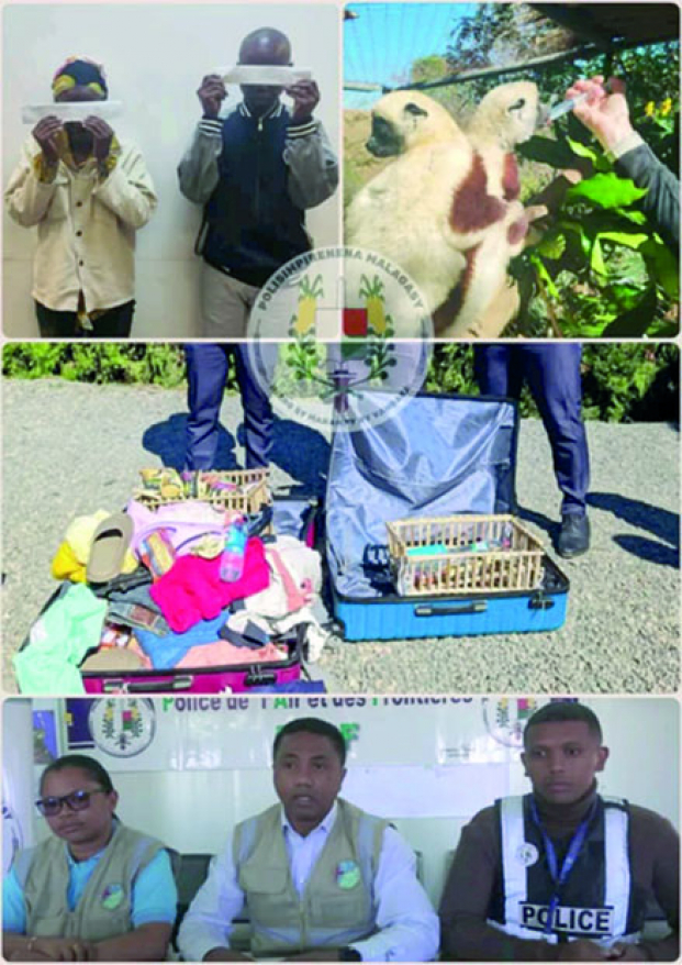 Trafic d&#039;animaux protégés - Des primates cachés dans des valises