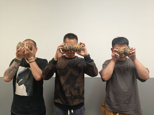 Trafic de tortues - Trois Chinois arrêtés à  Ivato