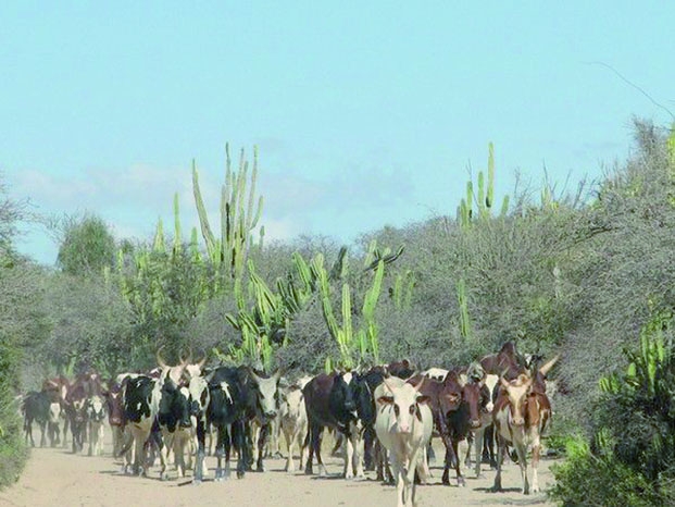 Saisie de bétail à Morombe - Les victimes s&#039;en remettent à nouveau au pouvoir en place