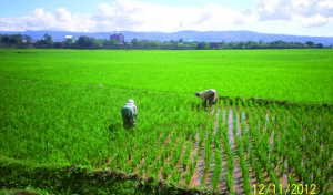 Maladie contagieuse sur le riz à Madagascar - Rien d&#039;alarmant