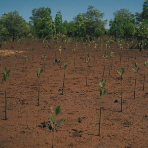 Reboisement efficace - Bôndy atteint la barre du million d’arbres