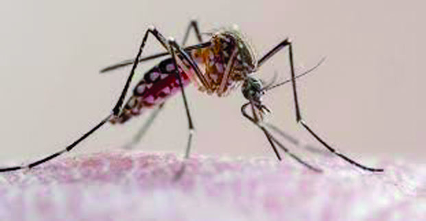 Paludisme à Madagascar - Plus de 600 personnes décédées en 2020