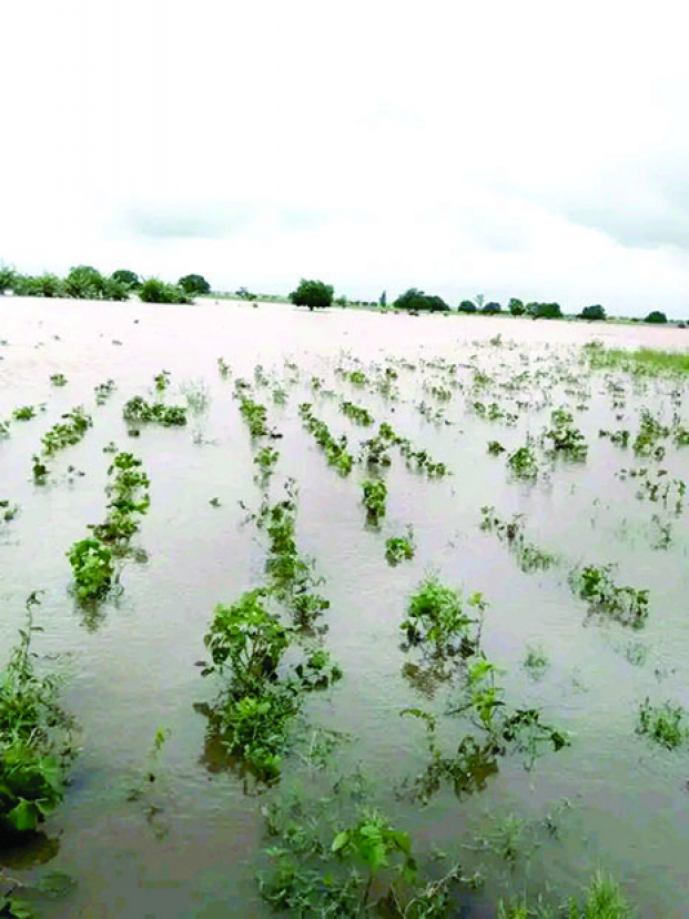 Cyclone tropical Honde - Plus de 600 hectares de cultures inondées