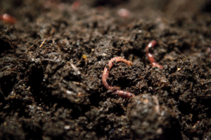 L’inoculation de vers de terre dans des parcelles peut améliorer la productivité agricole, selon les résultats des recherches