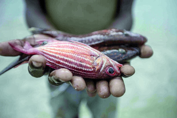 Accords de pêche - Quatre points essentiels à aborder pour Madagascar