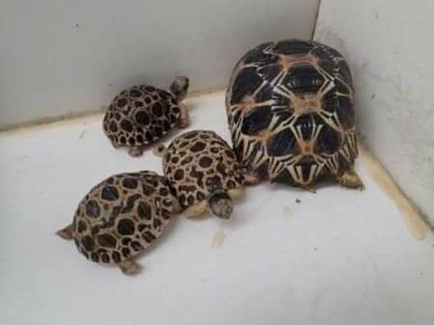 Sabotsy- Namehana  - 342 bébés tortues abandonnées