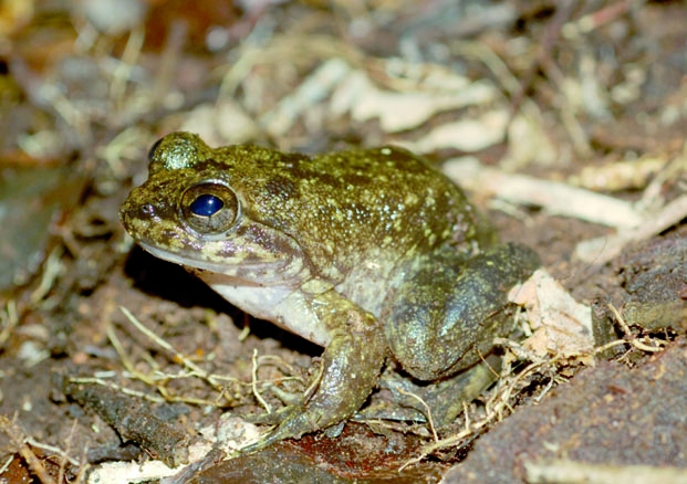 Biodiversité - Une nouvelle espèce de grenouille géante découverte à Madagascar