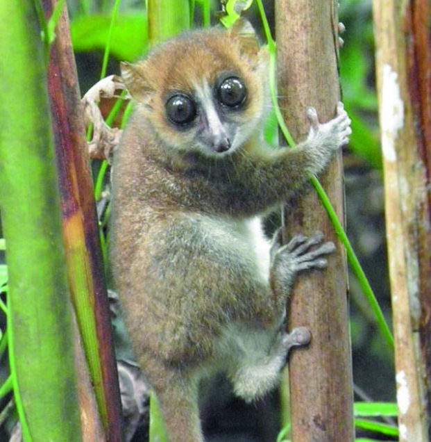Microcebus Johani - Une nouvelle espèce endémique de lémurien découverte à Madagascar