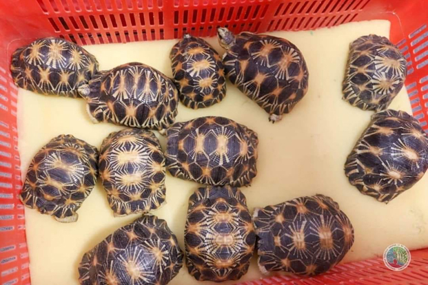 Animaux sauvages confisqués en Thaïlande - Rapatriement effectif cette semaine