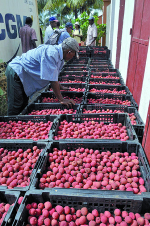 Ouverture de la campagne de litchis - Les opérateurs de l’Atsinanana dans les starting-blocks