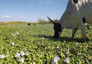 La jacinthe d’eau est devenue un gagne-pain pour les riverains 