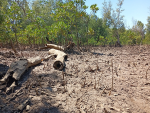 Charbon de bois de mangroves - La surexploitation menace l’écosystème