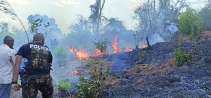 Incendie au Parc national d’Ankarafantsika - Une cause « criminelle », 100 Ha de forêts brûlés