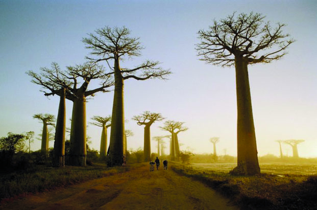 Destinations touristiques - Madagascar dans le top 5 mondial pour 2023