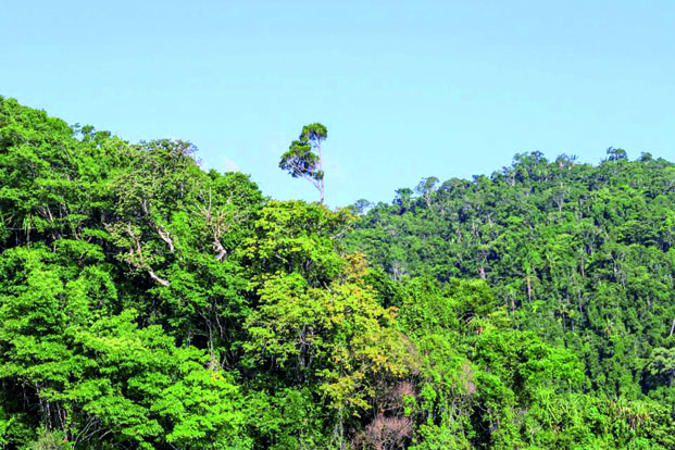 Destruction de forêt - Six individus déférés à Moramanga