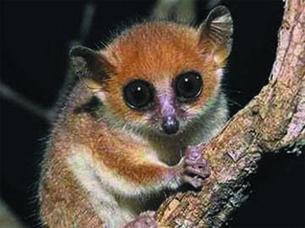 Disparition du plus petit primate au monde - La honte pour Madagascar !