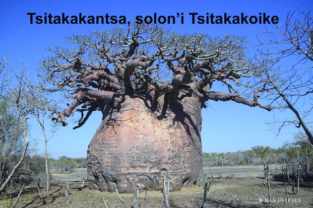 Découverte - « Tsitakakantsa », le plus grand baobab de Madagascar