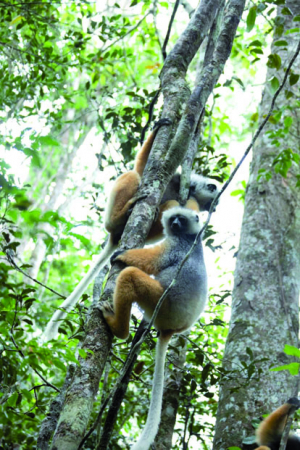 Conservation de la biodiversité - Une vingtaine de nouvelles aires protégées en création