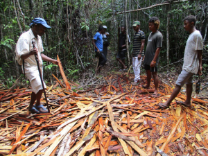 Destruction de la forêt primaire de Vohibola - Non à la certitude d’impunité !