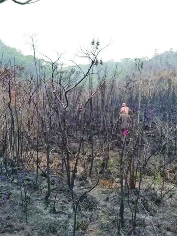 Feu de forêt - L&#039;aire protégée de Ranomafana en péril