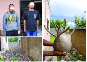 Trafic de baobabs nains - Un Chinois et trois Malagasy dans le filet !
