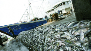 Ressources halieutiques - Des accords de pêche restent en eaux troubles