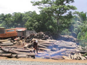 Produits forestiers à Madagascar - Un gap annuel de 6 millions de m3
