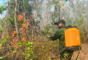 Protection des zones forestières de Madagascar - Les hectares ravagés par les feux à surveiller de près