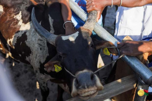 Filière bovine - Les boucles électroniques rassurent les éleveurs