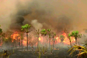 Série d&#039;incendies forestiers - Le Gouvernement en état d&#039;alerte !